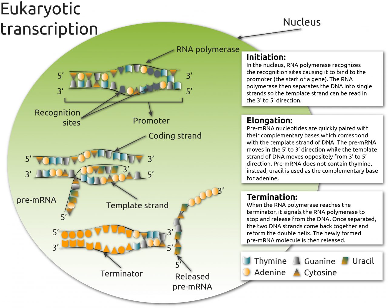 process of transcription in eukaryotes        <h3 class=