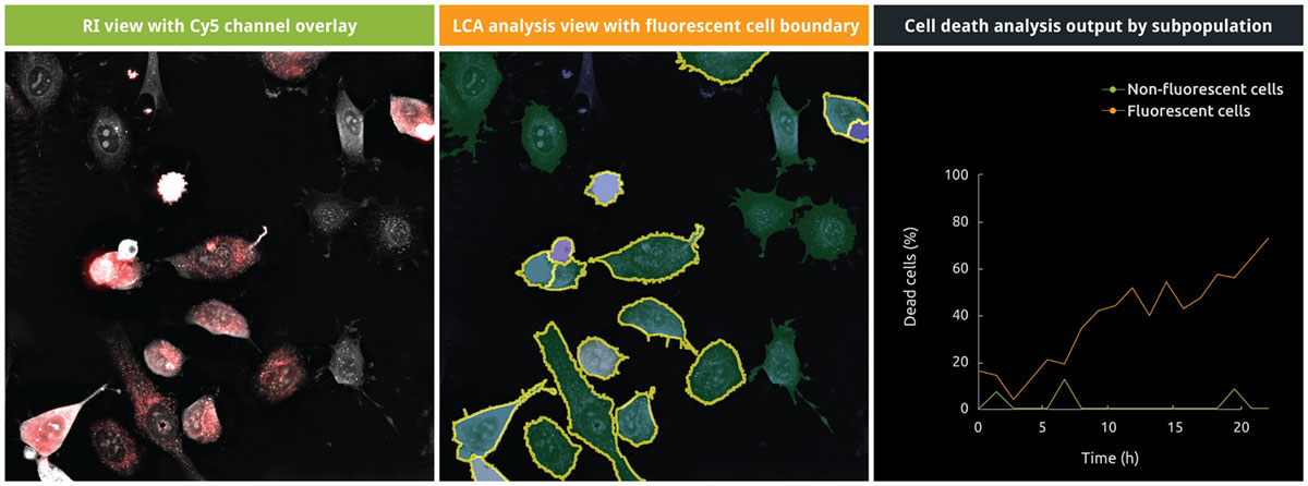 Detecting specific cell death in different cell lines in co-culture.