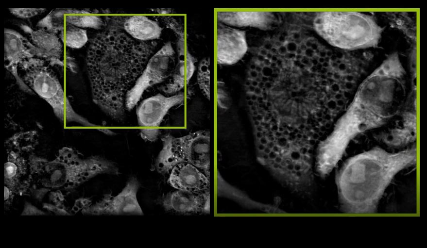 A Microscopic View Of Label Free And Living Listeria Bacteria Nanolive A Complete Solution For Your Label Free Live Cell Imaging